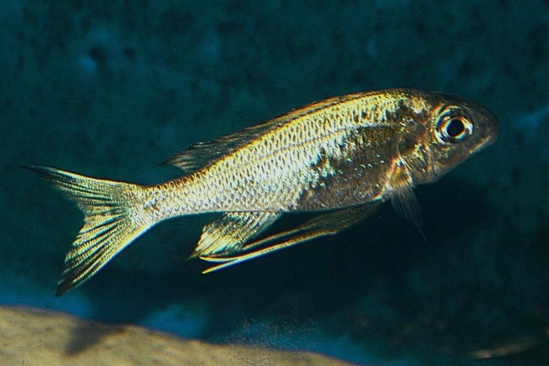 Ophthalmotilapia sp. 'whitecap' Zongwe